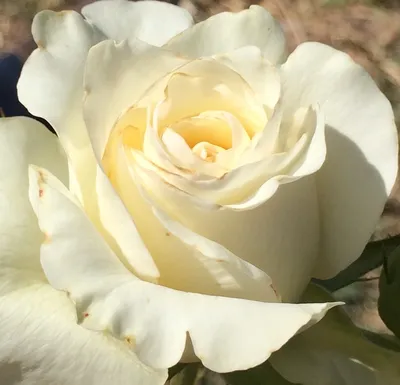 Эксклюзивные снимки розы Маруся для вашего выбора