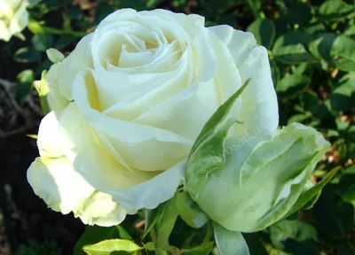 Высококачественные изображения розы Маруся