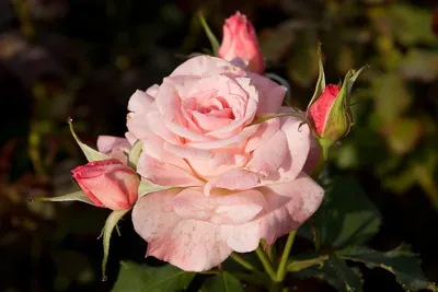 Фото гибрида розы Маруся в различных ракурсах
