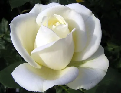 Прекрасные картинки розы Маруся для вашего сада