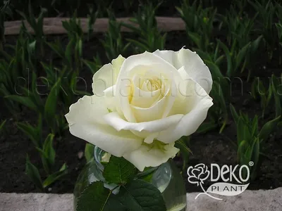 Интересные ракурсы и размеры фото розы Маруся
