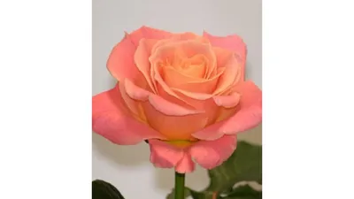 Изображения розы Маруся: фотографии, фото, фотки