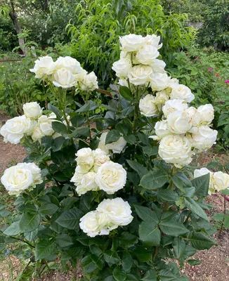 Оригинальные снимки розы Маруся: впечатляющая красота