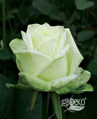 Уникальные изображения розы Маруся в разных форматах