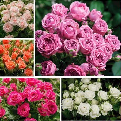 Загрузите картинку розы Маруся в формате jpg, png, webp