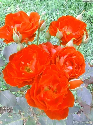 Широкий выбор фото розы Маруся в высоком качестве