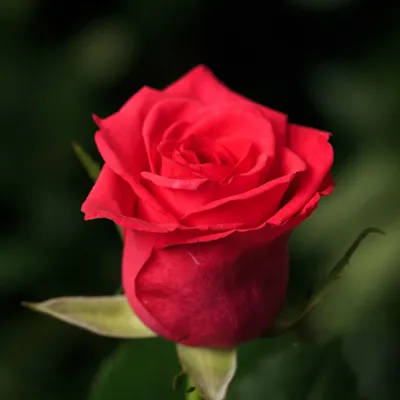 Эксклюзивные снимки розы Маруся для вашей коллекции