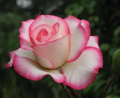 Загрузите розу Маруся в разнообразных размерах