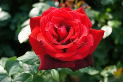 Подберите фото розы Маруся для вашего стиля