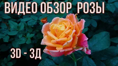 Уникальная коллекция снимков розы Маруся