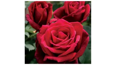 Интригующие изображения розы Маруся в разных форматах