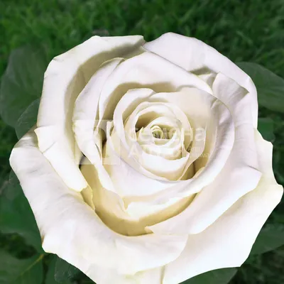 Изображения розы Маруся: фото, фотографии, фотки