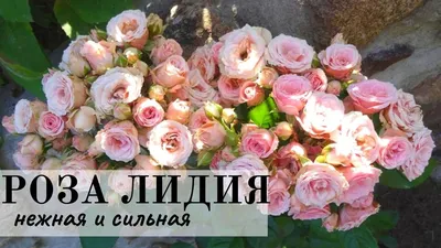 Фото розы спрей лидия на темно-зеленом фоне