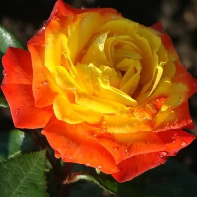 Фотография розы спрей тайфун: выберите предпочитаемый формат