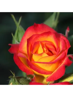 Фото розы спрей тайфун с различными размерами
