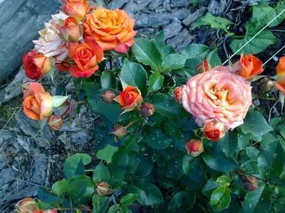 Роза спрей тайфун: красочная картинка в формате jpg