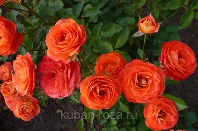 Фотка розы спрей тайфун в качественном разрешении