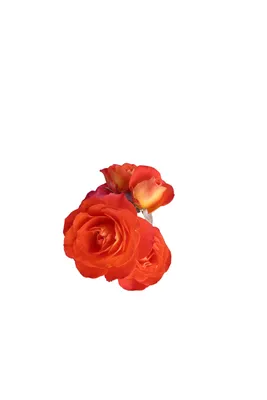 Фото розы спрей тайфун с живыми красками