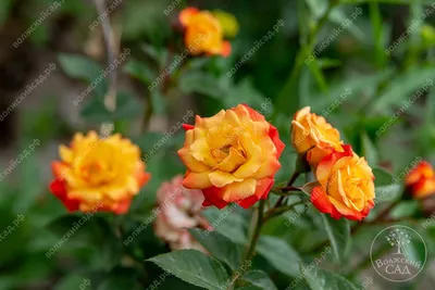Фотка розы спрей тайфун в формате png