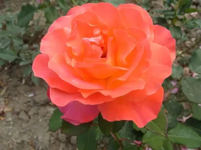Изображение розы спрей тайфун: фото с большим разрешением