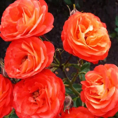 Фото розы спрей тайфун в высоком качестве