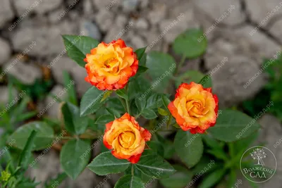 Фотография розы спрей тайфун: выберите желаемый формат