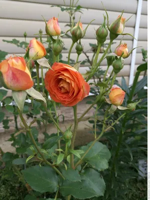 Роза спрей тайфун: красивая картинка с насыщенными цветами