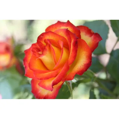 Изображение розы спрей тайфун: скачать в jpg формате