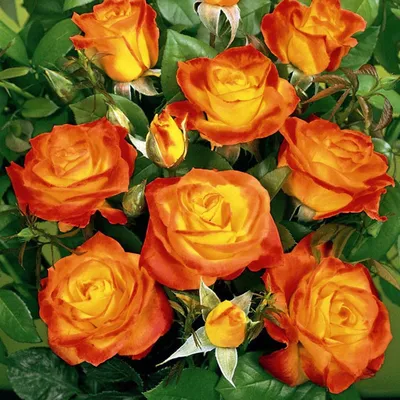 Фото розы спрей тайфун: выберите желаемый размер