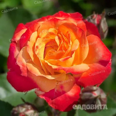 Фотография розы спрей тайфун: выберите предпочитаемый размер