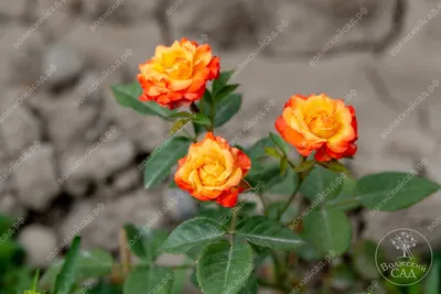 Фотка розы спрей тайфун с высокой четкостью