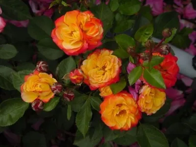 Изображение розы спрей тайфун: скачать в png формате
