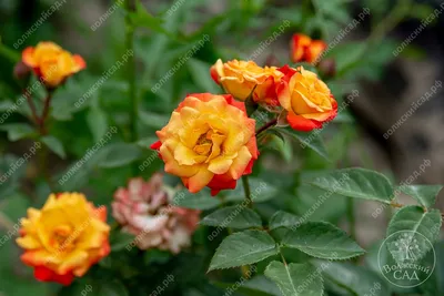 Фото розы спрей тайфун с яркими красками