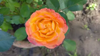 Фотография розы спрей тайфун: выберите желаемый формат для скачивания
