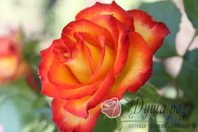 Роза спрей тайфун: фотография с эффектными красками