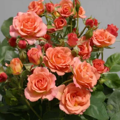 Изображение розы спрей тайфун: скачать в jpg или png