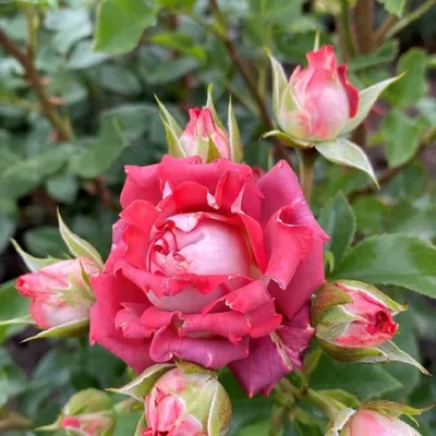 Фото розы спрей тайфун с эффектом объема