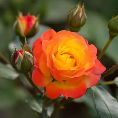 Фотка розы спрей тайфун с насыщенными цветами