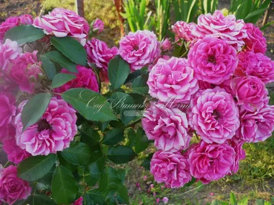 Роза супер дороти в потрясающем формате jpg