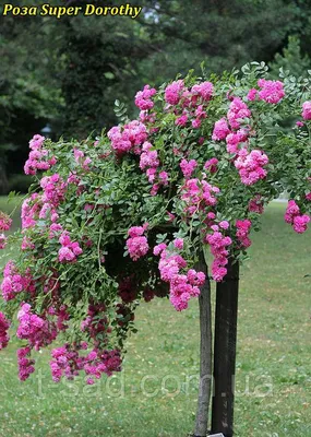 Роза супер дороти в уникальном формате png