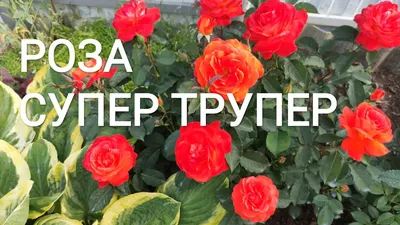 Роскошная роза супер трупер - красивое изображение доступное в разных форматах