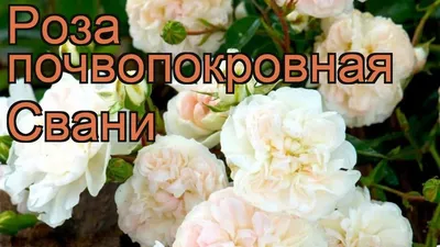 Изображение розы свани для фотообоев