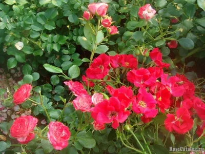 Бесплатные фото розы свани для персонального пользования