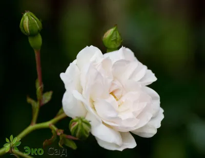 Фото розы свани в формате webp: бесплатное скачивание