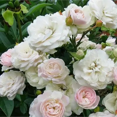 Фотка розы свани в разных форматах
