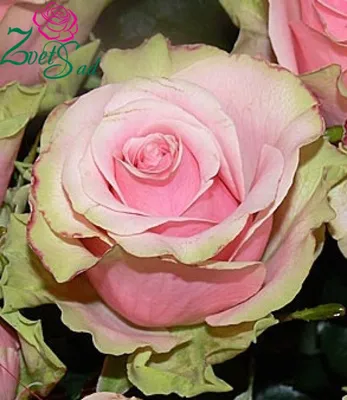 Прекрасная картинка розы танцующей королевы в формате png