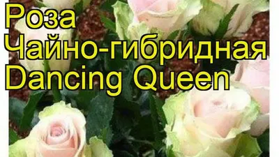 Фотка розы танцующей королевы в формате png для сохранения