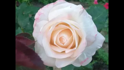 Изображение розы танцующей королевы с роскошным цветением