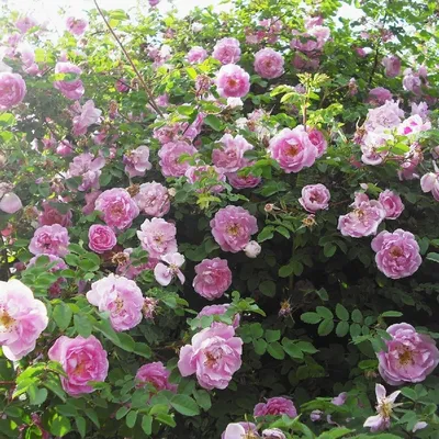 Роза Тереза Багнет - прекрасное фото розы в формате jpg 