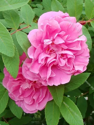Картинка Розы Тереза Багнет - отражение естественной красоты розы 